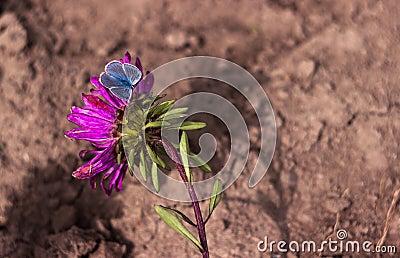 Lycaenidae butterfly. Blue small butterfly sits on a pink flower aster. Background Stock Photo