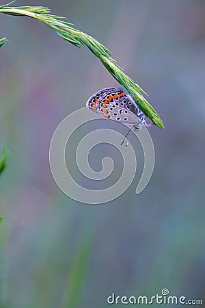 Lycaenidae butterfly Stock Photo