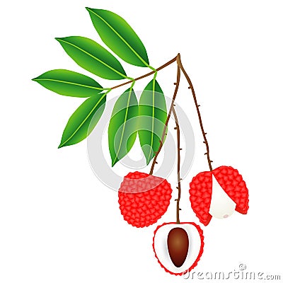 Lychee berries on a branch with leaves on a white background. Vector Illustration