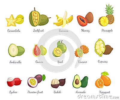 Lychee and Carambola Avocado Set Names Vector Vector Illustration