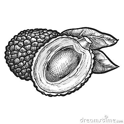 Lychee fruit with seed or kernel. Vector sketch Vector Illustration