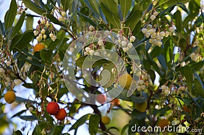 Lychee fruits and flowers Stock Photo