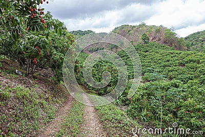 Lychee garden with ripe fresh fruits hanging down. Stock Photo
