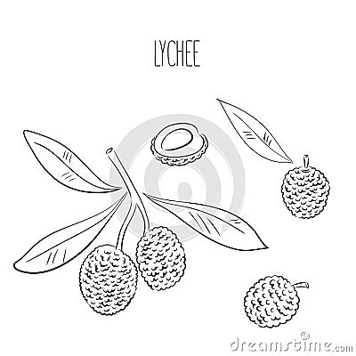 Lychee set. Whole, half, seed, leaves. Colorful sketch collection of tropical fruits isolated on white background Vector Illustration