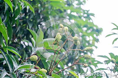 Lychee in tropical Thailand, lychee of lychee Stock Photo