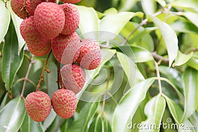 Lychees Stock Photo