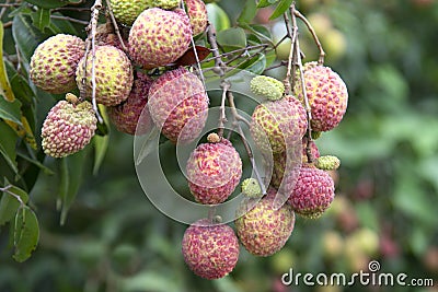Lychees fruit on the tree. Stock Photo