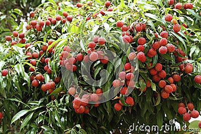 Lychees hanging on the tree Stock Photo