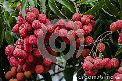 Lychees on tree Stock Photo