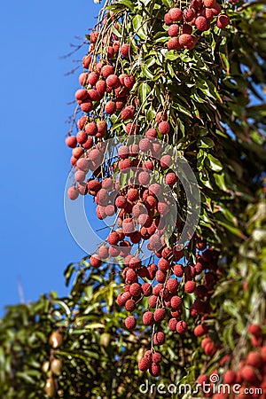 Lychees on tree Stock Photo