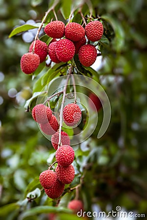 Lychees on tree Stock Photo