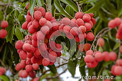 Lychees on tree Stock Photo