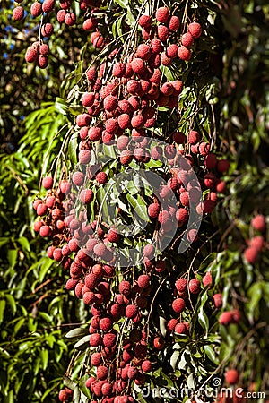 Lychees on tree Stock Photo