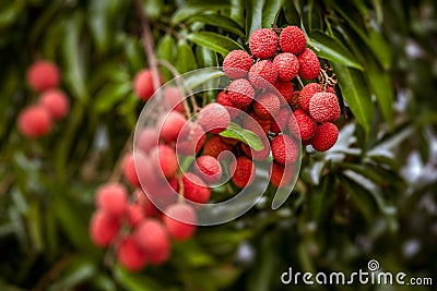 Lychees on tree Stock Photo