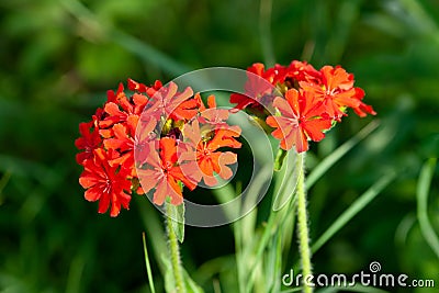 Lychnis Chalcedonica Stock Photo