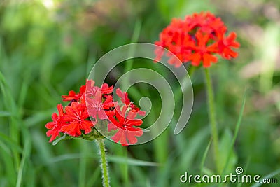 Lychnis Chalcedonica Stock Photo