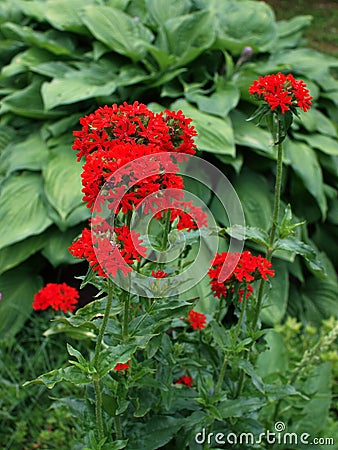 Lychnis chalcedonica-Maltese-Cross flower Stock Photo