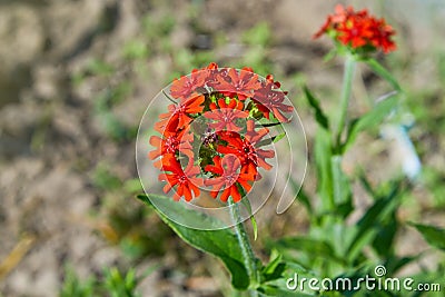 Lychnis chalcedonica syn Silene chalcedonica Stock Photo