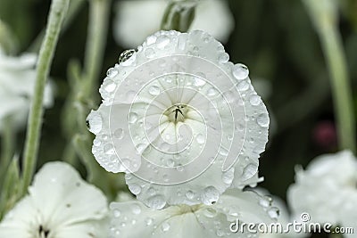 Lychnis coronaria `Alba` Stock Photo