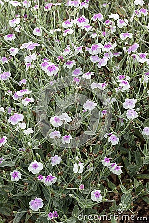 Lychnis coronaria var `oculata` Stock Photo