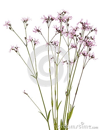 Lychnis flos-cuculi Stock Photo