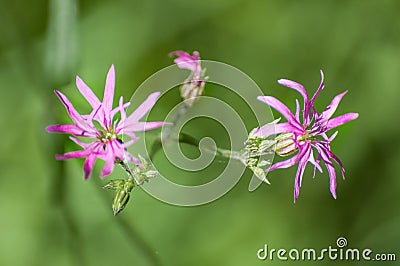 Lychnis flos-cuculi or ragged-robin pink widl flower plant detail natural Stock Photo
