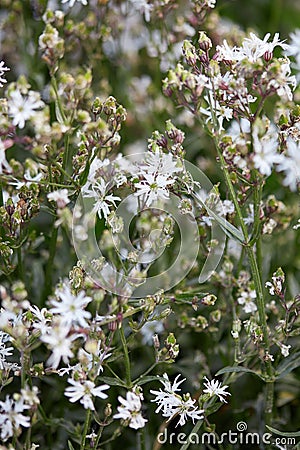 Lychnis flos cuculi, ragged robin plant Stock Photo