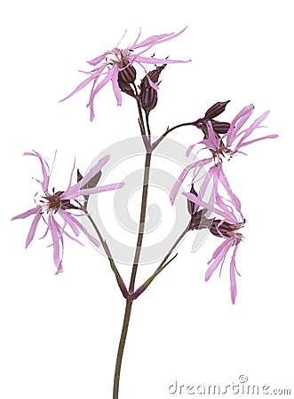 Lychnis flos-cuculi Stock Photo