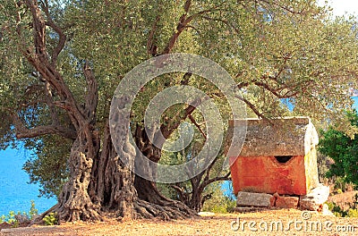 Lycian sarcophagus and ancient olive tree Stock Photo