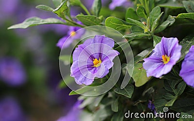 Lycianthes rantonnetii, blue potato bush Stock Photo