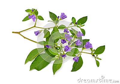 Lycianthes rantonnetii, the blue potato bush or Paraguay nightshade. Isolated on white background Stock Photo