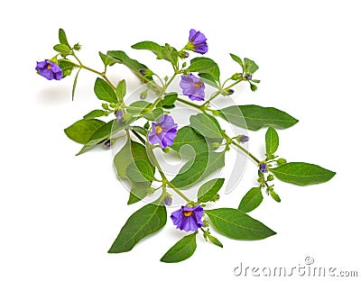 Lycianthes rantonnetii, the blue potato bush or Paraguay nightshade. Isolated on white background Stock Photo