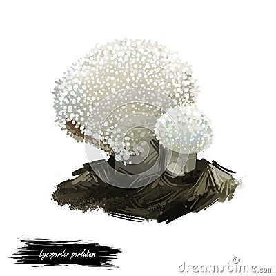 Lycoperdon perlatum mushroom digital art illustration. Gem-studded puffball ecological ingredient, biodiversity watercolor print, Cartoon Illustration