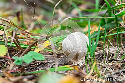 Young Lycoperdon perlatum mushroom known as common puffball. Stock Photo