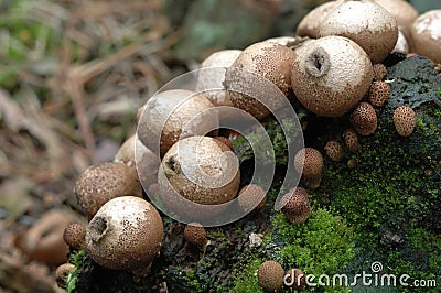 Lycoperdon pyriforme fungi Stock Photo