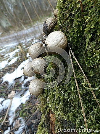 Lycoperdon pyriforme on grows moss Stock Photo