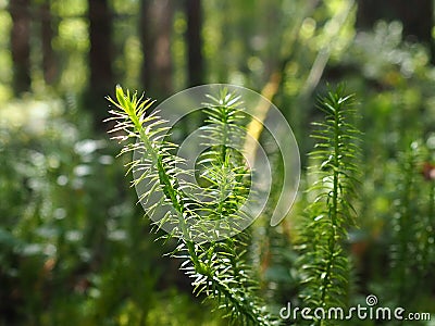 Lycopodium is a genus of clubmosses, ground pines or creeping cedars, in family Lycopodiaceae. Plants, with widely Stock Photo