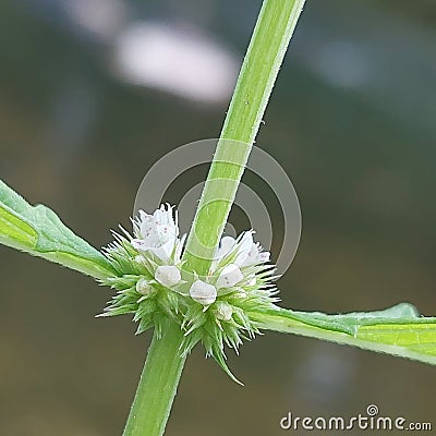 Lycopus europaeus Stock Photo