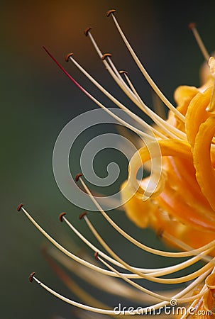 Lycoris radiata Stock Photo
