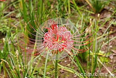 Lycoris radiata herb Stock Photo