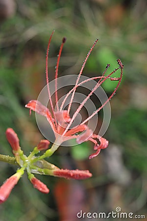 Lycoris radiate Stock Photo