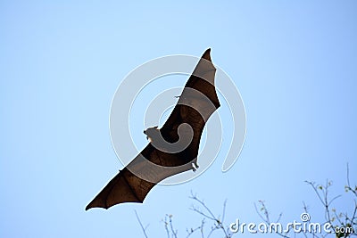 Lyie's flyingfox Stock Photo