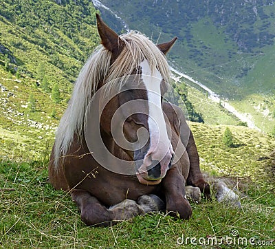 Lying brown horse Stock Photo