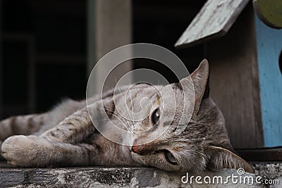 Lying brown pet cat with green eyes Stock Photo