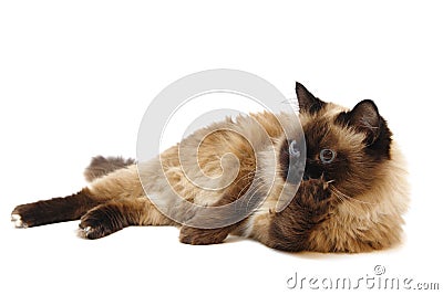 Lying Burman cat Stock Photo