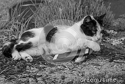 Lying cat holding the smart phone with her paws. Black and white photography Editorial Stock Photo