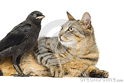 Lying cat looking at a Western Jackdaw, isolated Stock Photo