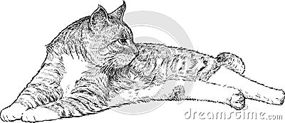 Lying cat Vector Illustration