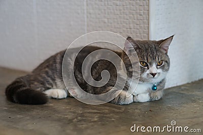 Lying cute cat Stock Photo