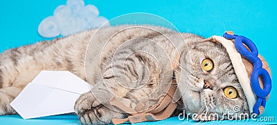 Lying cute cat in a pilot`s hat with glasses and a scarf, with an airplane. Funny cat Stock Photo